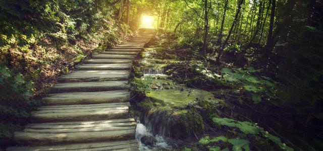 Path in the forest with mist and sunbeams